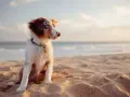 Cucciolo con occhi azzurri seduto sulla sabbia dorata della spiaggia bianco Punta Ala, con il mare sullo sfondo.