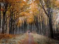 Sentiero autunnale nelle foreste casentinesi, con alberi dalle foglie dorate e un escursionista solitario.