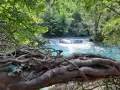 Radici intrecciate su un tronco caduto, con il fiume turchese di Colle Val d'Elsa che scorre sullo sfondo tra la vegetazione lussureggiante.