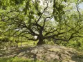 La maestosa quercia delle streghe, con i suoi rami contorti che sembrano abbracciare il cielo, domina un colle verdeggiante.