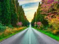 Viale dei Cipressi, un'icona di Bolgheri cosa vedere. La strada si perde all'orizzonte tra alberi secolari e fioriture primaverili.