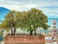Alberi sulla cima della torre Guinigi a Lucca, con montagne sullo sfondo.
