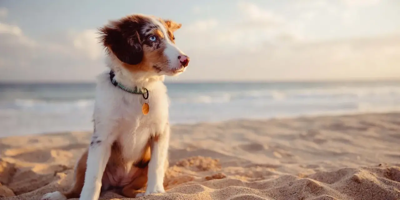 Cucciolo con occhi azzurri seduto sulla sabbia dorata della spiaggia bianco Punta Ala, con il mare sullo sfondo.