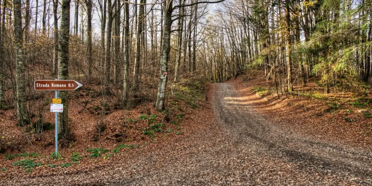 Sentiero nel bosco autunnale al passo della Futa, con un cartello che indica "Strada Romana 0,5".