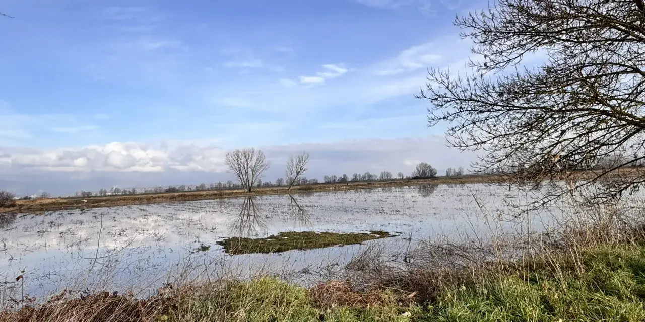 Un paesaggio con un cielo azzurro e nuvole riflesse sull'acqua. In primo piano erba secca e verde, sullo sfondo un bosco di tanali.