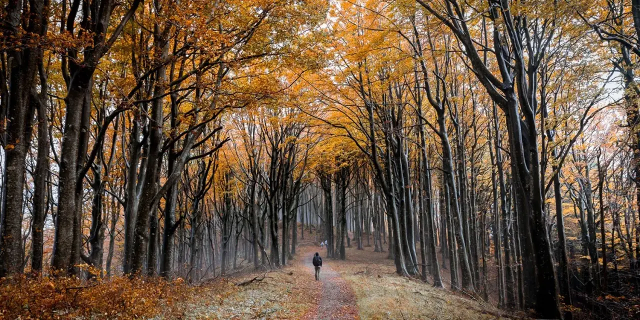 Sentiero autunnale nelle foreste casentinesi, con alberi dalle foglie dorate e un escursionista solitario.