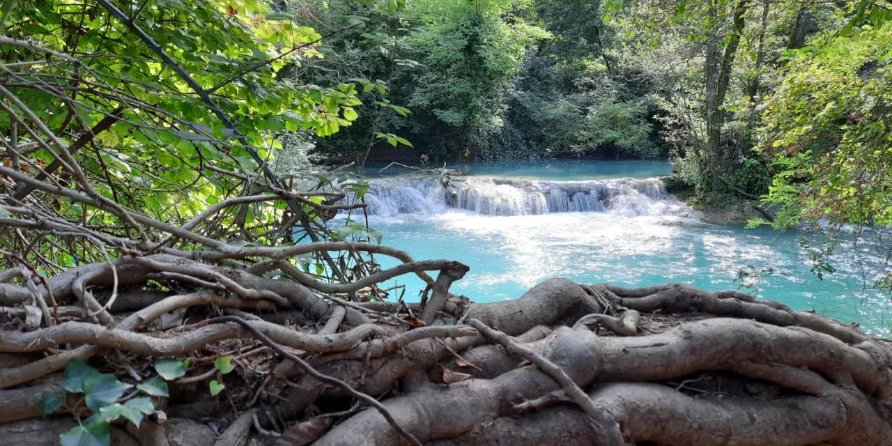 Radici intrecciate su un tronco caduto, con il fiume turchese di Colle Val d'Elsa che scorre sullo sfondo tra la vegetazione lussureggiante.