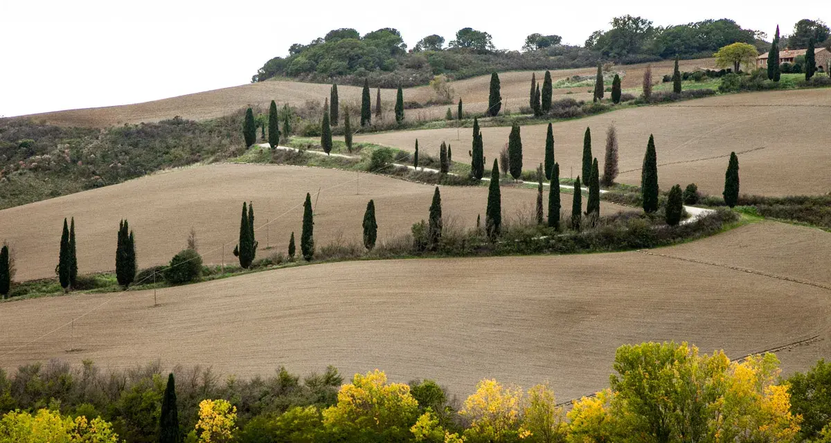 Strada cipressi Val d'Orcia: dolci colline toscane con filari di cipressi che disegnano curve sinuose su campi arati.