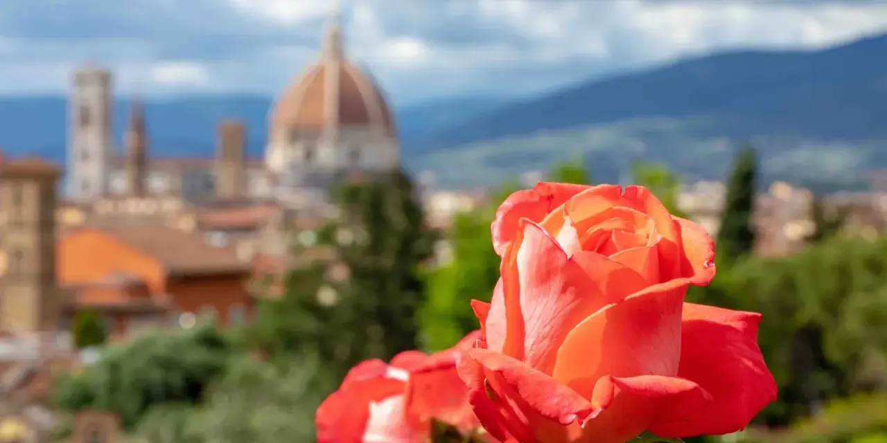 Rosa arancione in primo piano, con il Duomo di Firenze e le colline sullo sfondo. Un angolo di paradiso nel giardino delle rose firenze.