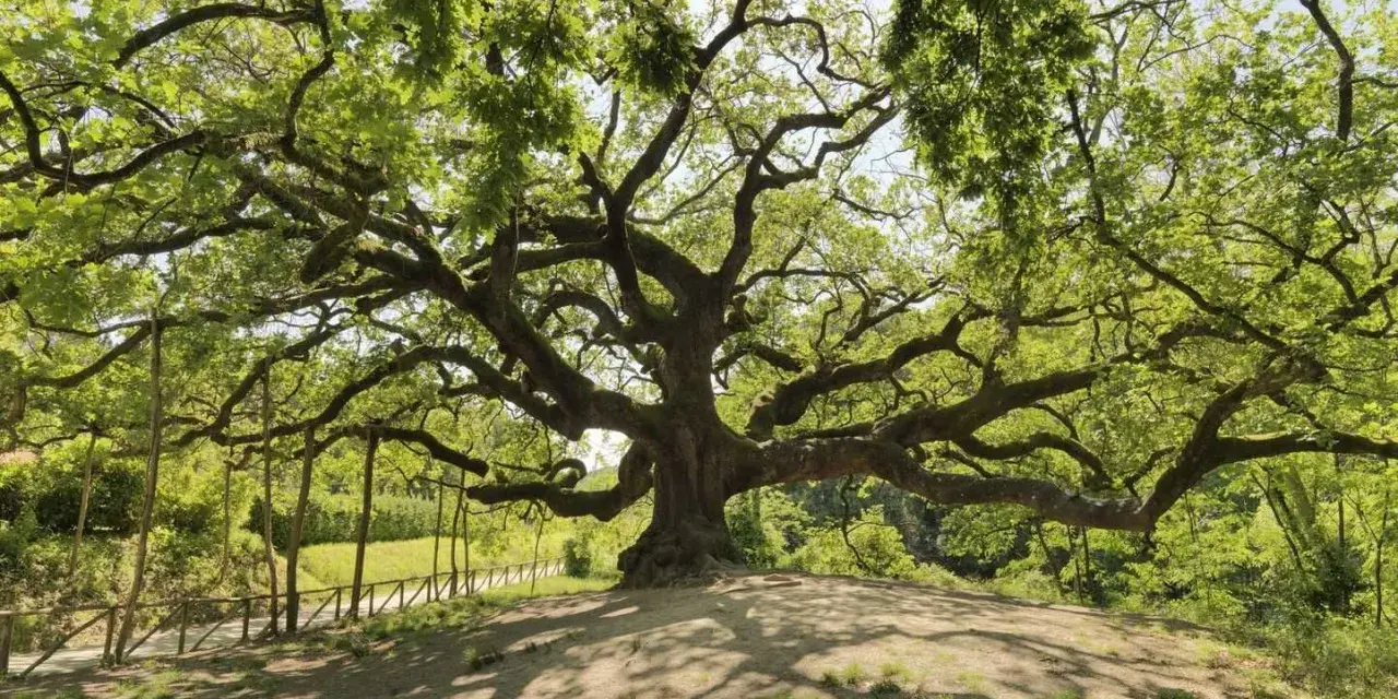 La maestosa quercia delle streghe, con i suoi rami contorti che sembrano abbracciare il cielo, domina un colle verdeggiante.