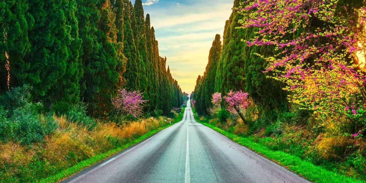 Viale dei Cipressi, un'icona di Bolgheri cosa vedere. La strada si perde all'orizzonte tra alberi secolari e fioriture primaverili.