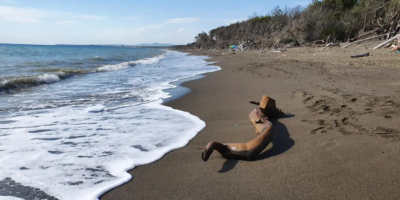 Legno sulla spiaggia di Marina di Cecina, ideale per una passeggiata nel centro storico.