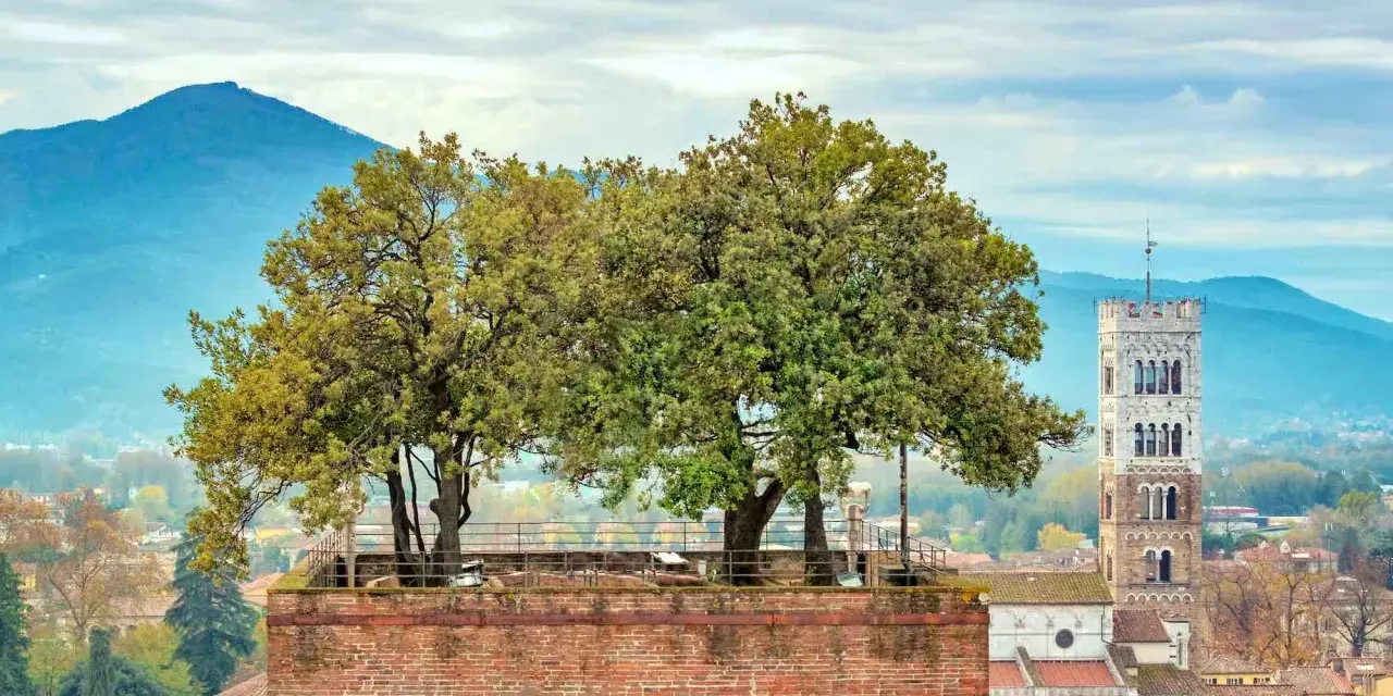 Alberi sulla cima della torre Guinigi a Lucca, con montagne sullo sfondo.
