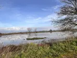 Un paesaggio con un cielo azzurro e nuvole riflesse sull'acqua. In primo piano erba secca e verde, sullo sfondo un bosco di tanali.