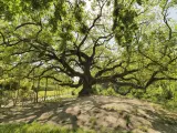 La maestosa quercia delle streghe, con i suoi rami contorti che sembrano abbracciare il cielo, domina un colle verdeggiante.