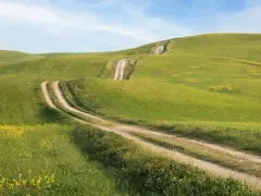 Strade bianche si snodano tra dolci colline verdi e fiorite, un classico scorcio del Val d'Orcia sotto un cielo azzurro.