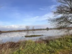 Un paesaggio con un cielo azzurro e nuvole riflesse sull'acqua. In primo piano erba secca e verde, sullo sfondo un bosco di tanali.