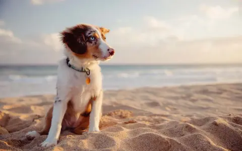 Cucciolo con occhi azzurri seduto sulla sabbia dorata della spiaggia bianco Punta Ala, con il mare sullo sfondo.