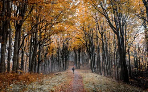 Sentiero autunnale nelle foreste casentinesi, con alberi dalle foglie dorate e un escursionista solitario.