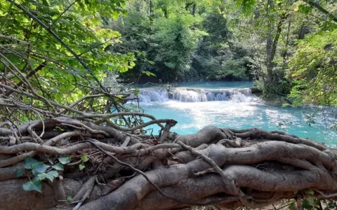 Radici intrecciate su un tronco caduto, con il fiume turchese di Colle Val d'Elsa che scorre sullo sfondo tra la vegetazione lussureggiante.
