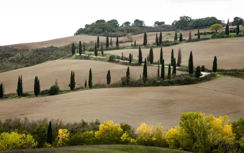 Strada cipressi Val d'Orcia: dolci colline toscane con filari di cipressi che disegnano curve sinuose su campi arati.