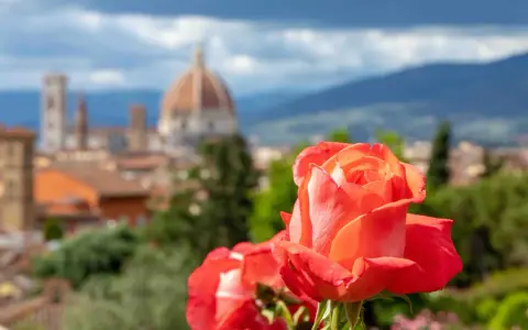 Rosa arancione in primo piano, con il Duomo di Firenze e le colline sullo sfondo. Un angolo di paradiso nel giardino delle rose firenze.