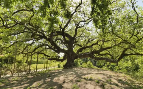 La maestosa quercia delle streghe, con i suoi rami contorti che sembrano abbracciare il cielo, domina un colle verdeggiante.