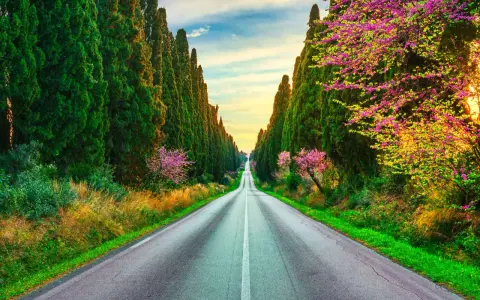 Viale dei Cipressi, un'icona di Bolgheri cosa vedere. La strada si perde all'orizzonte tra alberi secolari e fioriture primaverili.