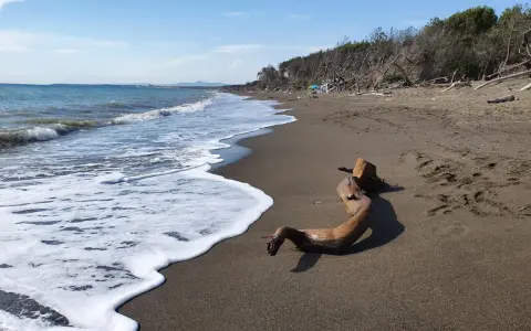 Legno sulla spiaggia di Marina di Cecina, ideale per una passeggiata nel centro storico.
