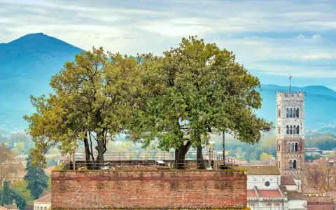 Alberi sulla cima della torre Guinigi a Lucca, con montagne sullo sfondo.