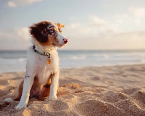 Cucciolo con occhi azzurri seduto sulla sabbia dorata della spiaggia bianco Punta Ala, con il mare sullo sfondo.