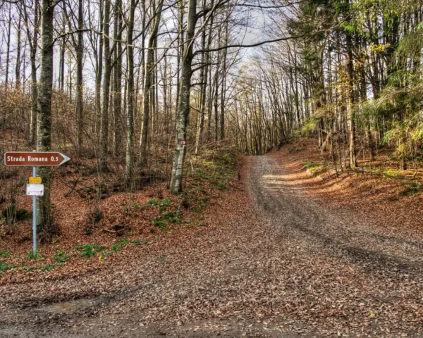 Sentiero nel bosco autunnale al passo della Futa, con un cartello che indica "Strada Romana 0,5".
