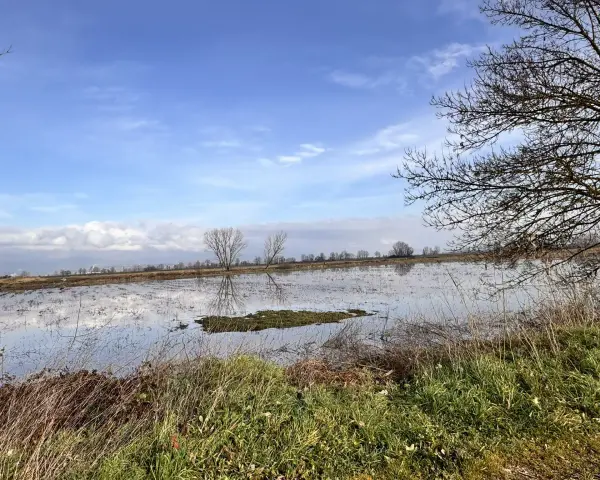 Un paesaggio con un cielo azzurro e nuvole riflesse sull'acqua. In primo piano erba secca e verde, sullo sfondo un bosco di tanali.