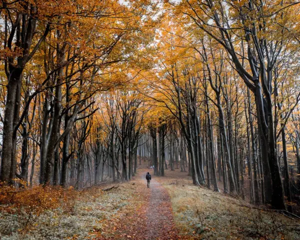 Sentiero autunnale nelle foreste casentinesi, con alberi dalle foglie dorate e un escursionista solitario.