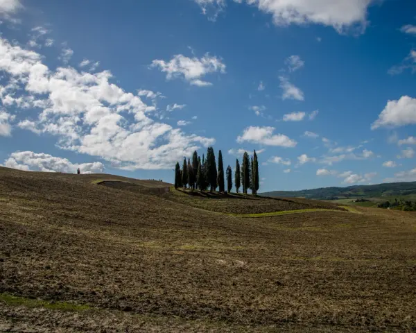 Colline arate nel Val d'Orcia, con un gruppo di cipressi che si stagliano contro il cielo azzurro e nuvoloso.