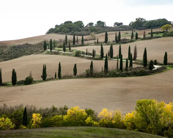 Strada cipressi Val d'Orcia: dolci colline toscane con filari di cipressi che disegnano curve sinuose su campi arati.