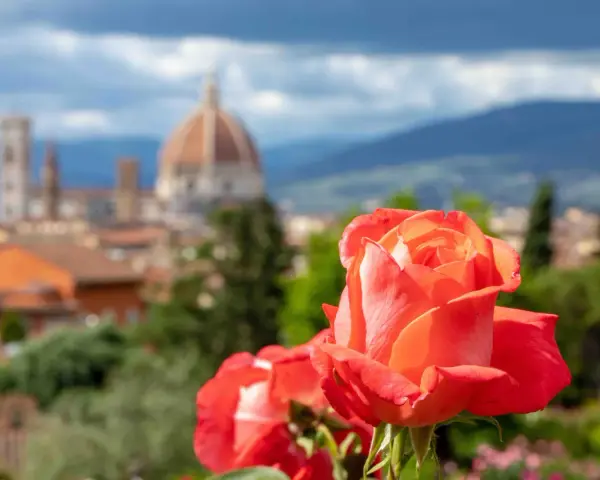 Rosa arancione in primo piano, con il Duomo di Firenze e le colline sullo sfondo. Un angolo di paradiso nel giardino delle rose firenze.