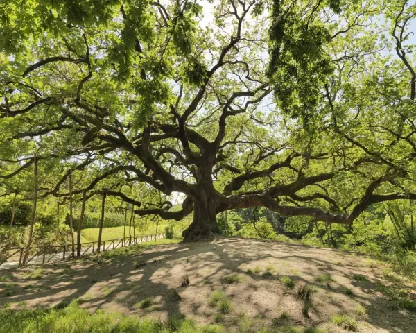La maestosa quercia delle streghe, con i suoi rami contorti che sembrano abbracciare il cielo, domina un colle verdeggiante.