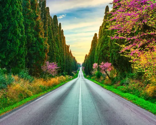 Viale dei Cipressi, un'icona di Bolgheri cosa vedere. La strada si perde all'orizzonte tra alberi secolari e fioriture primaverili.