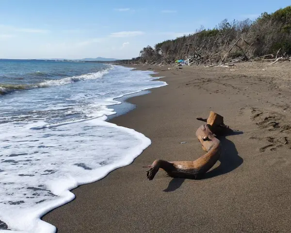 Legno sulla spiaggia di Marina di Cecina, ideale per una passeggiata nel centro storico.