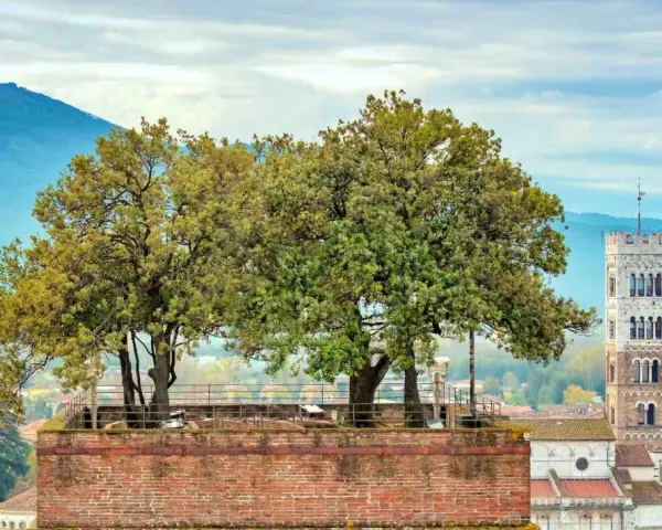 Alberi sulla cima della torre Guinigi a Lucca, con montagne sullo sfondo.