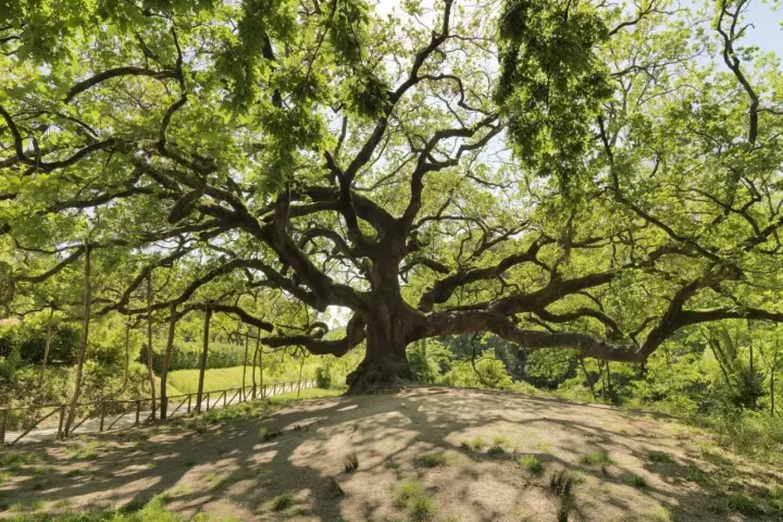 La maestosa quercia delle streghe, con i suoi rami contorti che sembrano abbracciare il cielo, domina un colle verdeggiante.