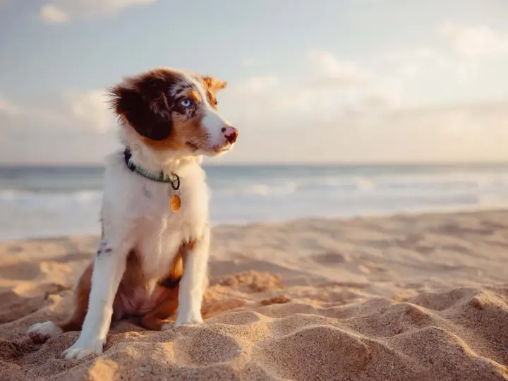 Cucciolo con occhi azzurri seduto sulla sabbia dorata della spiaggia bianco Punta Ala, con il mare sullo sfondo.
