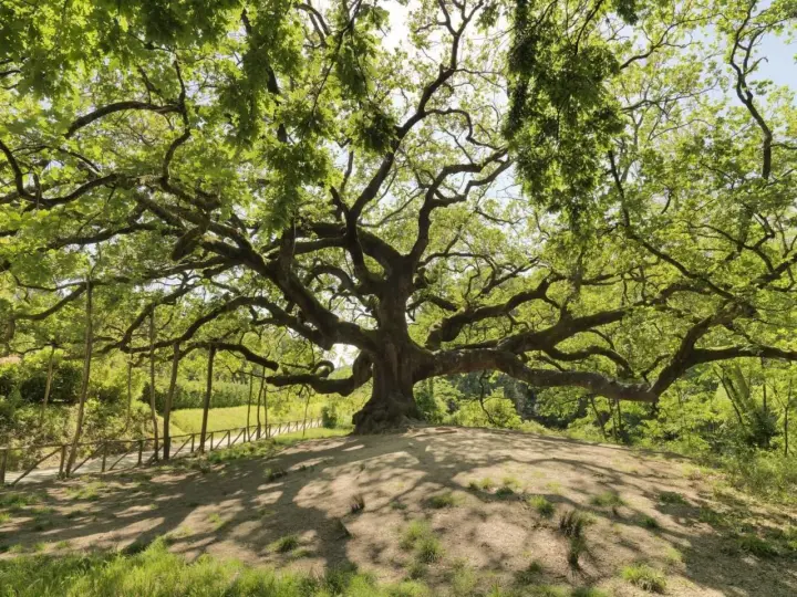 La maestosa quercia delle streghe, con i suoi rami contorti che sembrano abbracciare il cielo, domina un colle verdeggiante.
