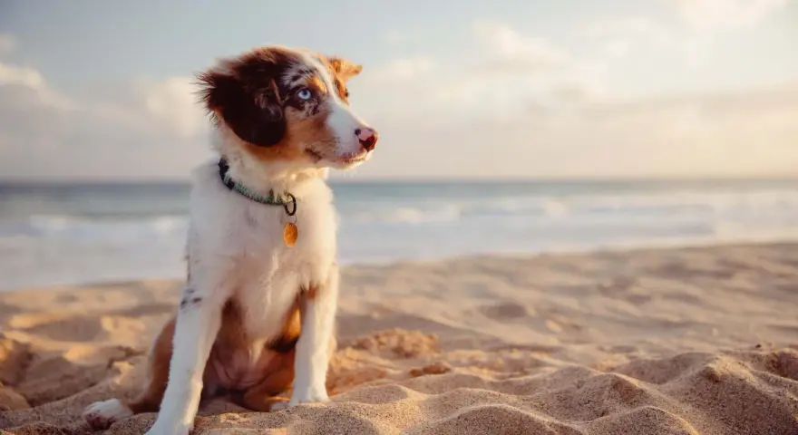 Cucciolo con occhi azzurri seduto sulla sabbia dorata della spiaggia bianco Punta Ala, con il mare sullo sfondo.