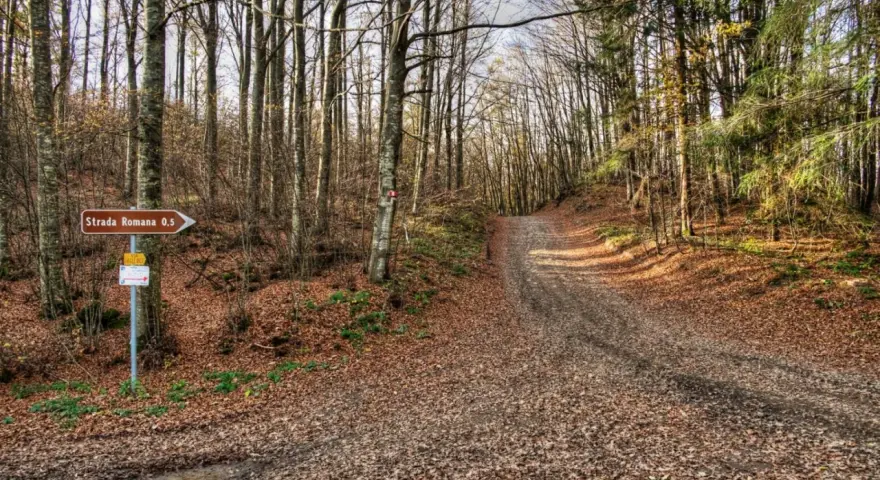 Sentiero nel bosco autunnale al passo della Futa, con un cartello che indica "Strada Romana 0,5".