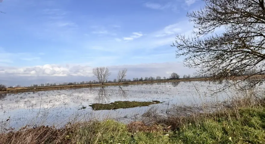 Un paesaggio con un cielo azzurro e nuvole riflesse sull'acqua. In primo piano erba secca e verde, sullo sfondo un bosco di tanali.