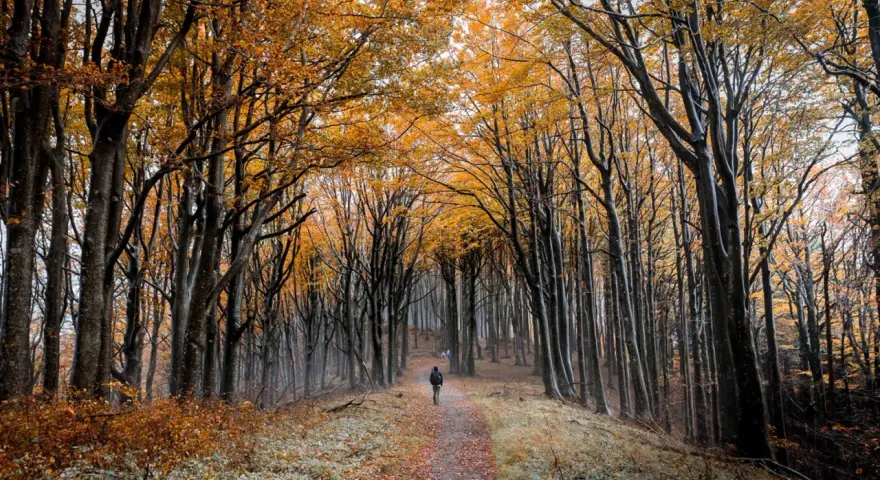 Sentiero autunnale nelle foreste casentinesi, con alberi dalle foglie dorate e un escursionista solitario.