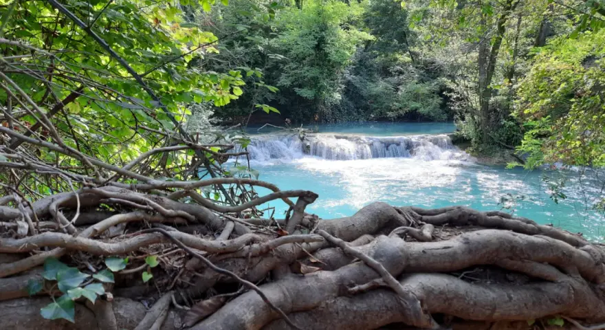 Radici intrecciate su un tronco caduto, con il fiume turchese di Colle Val d'Elsa che scorre sullo sfondo tra la vegetazione lussureggiante.