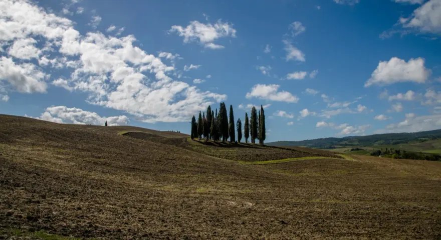 Colline arate nel Val d'Orcia, con un gruppo di cipressi che si stagliano contro il cielo azzurro e nuvoloso.